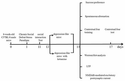 Effect of Ketamine on LTP and NMDAR EPSC in Hippocampus of the Chronic Social Defeat Stress Mice Model of Depression